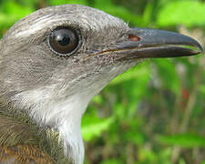 Sulphury Flycatcher