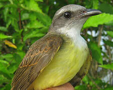 Sulphury Flycatcher