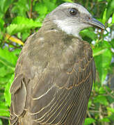 Sulphury Flycatcher