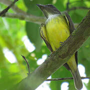 Sulphury Flycatcher