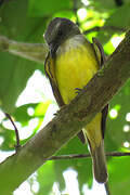 Sulphury Flycatcher