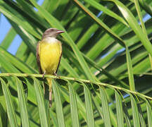 Sulphury Flycatcher