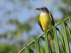 Sulphury Flycatcher