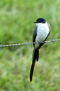 Fork-tailed Flycatcher