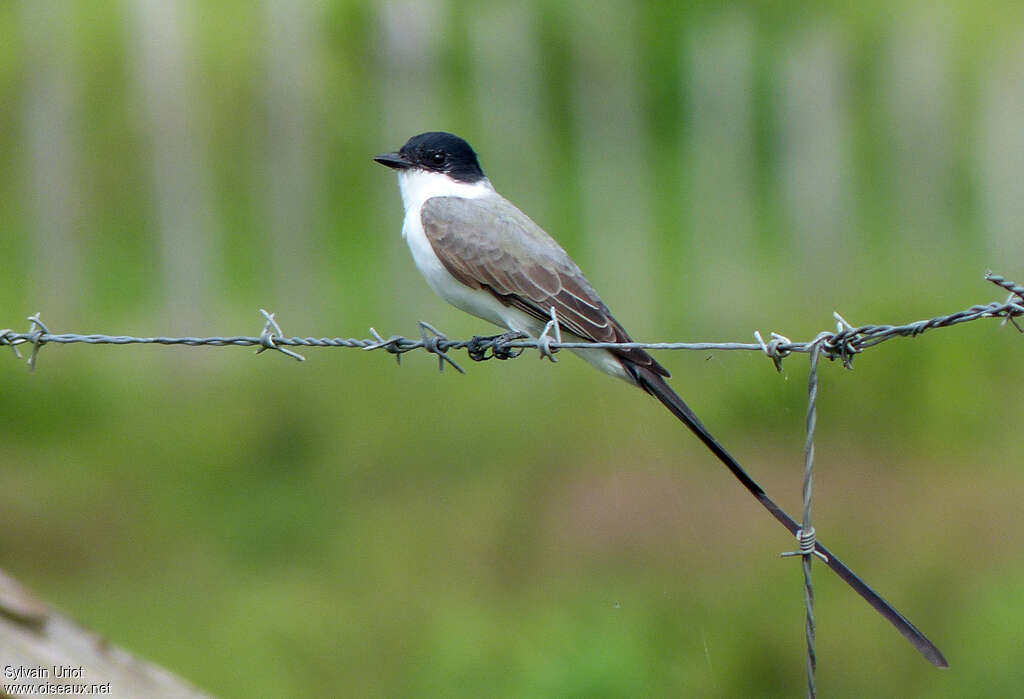 Tyran des savanes mâle adulte, identification