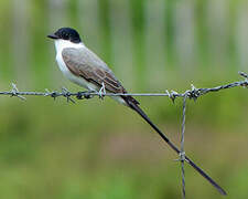 Fork-tailed Flycatcher