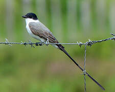 Fork-tailed Flycatcher