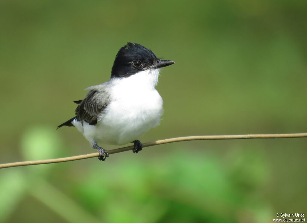 Fork-tailed Flycatcheradult