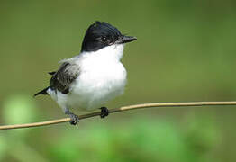 Fork-tailed Flycatcher