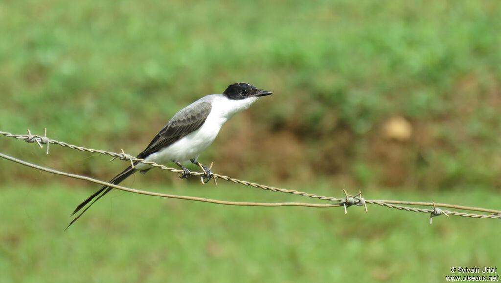 Fork-tailed Flycatcheradult