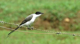 Fork-tailed Flycatcher