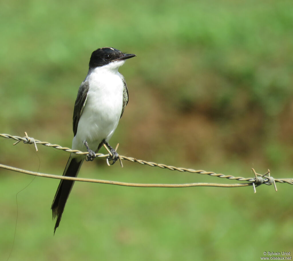 Fork-tailed Flycatcheradult