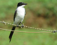 Fork-tailed Flycatcher