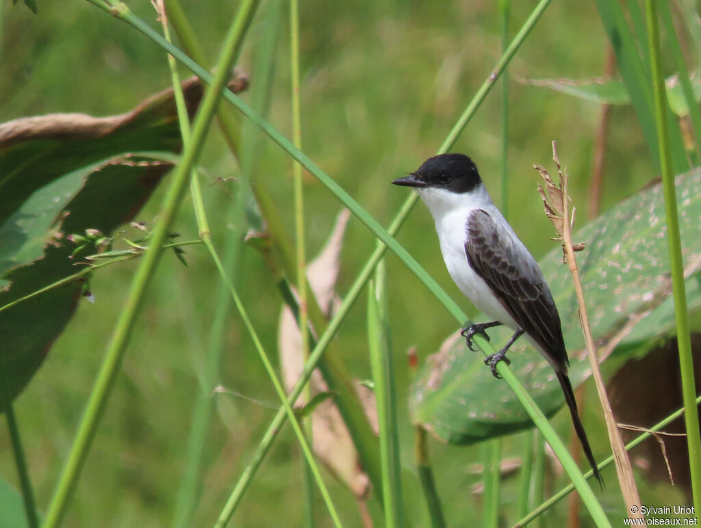 Fork-tailed Flycatcheradult