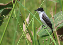 Fork-tailed Flycatcher