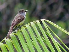 Short-crested Flycatcher