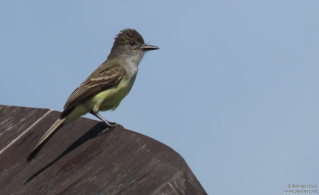 Short-crested Flycatcheradult