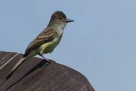 Short-crested Flycatcher