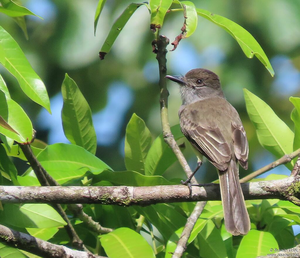 Short-crested Flycatcheradult