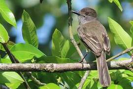 Short-crested Flycatcher