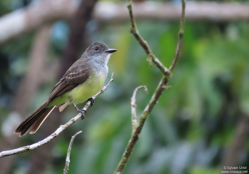 Short-crested Flycatcheradult