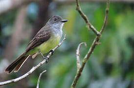 Short-crested Flycatcher