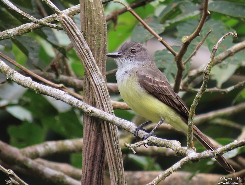 Short-crested Flycatcheradult