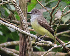 Short-crested Flycatcher