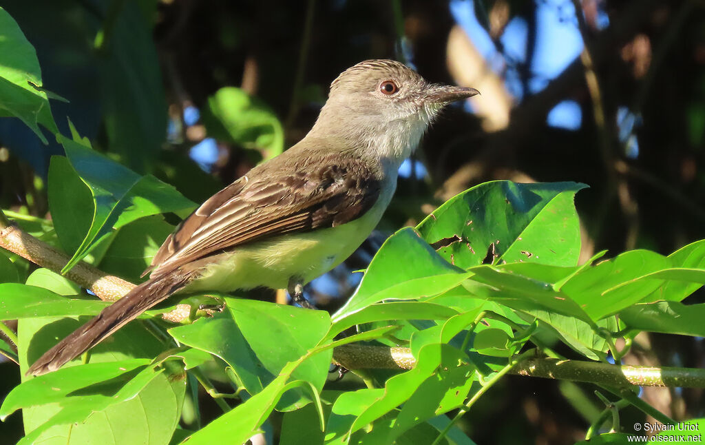 Short-crested Flycatcheradult