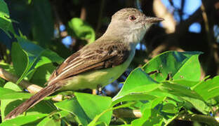 Short-crested Flycatcher