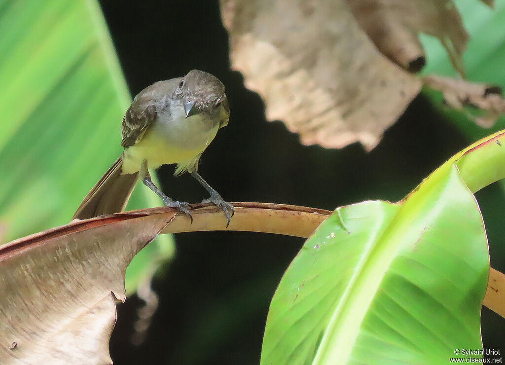 Short-crested Flycatcheradult