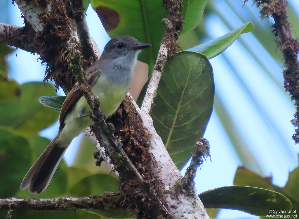 Short-crested FlycatcherFirst year