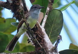 Short-crested Flycatcher