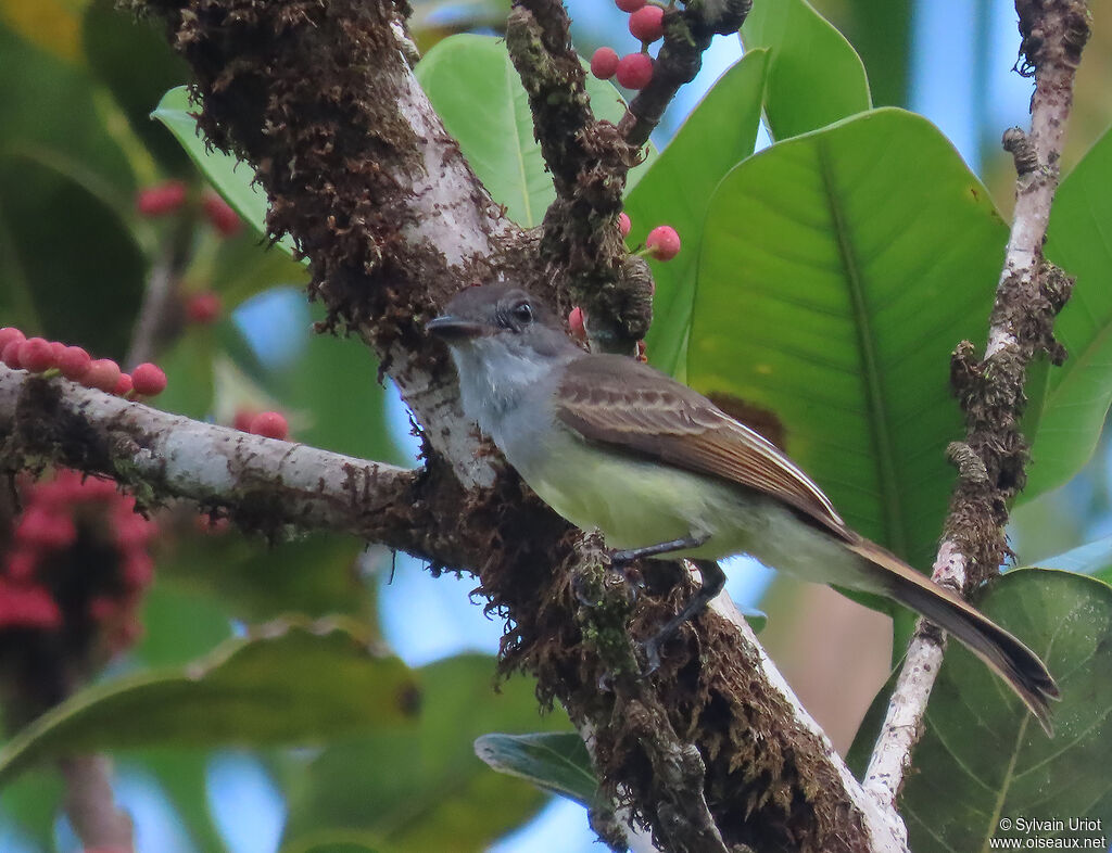 Short-crested FlycatcherFirst year