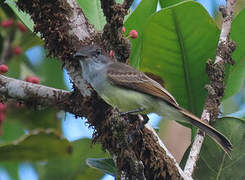 Short-crested Flycatcher