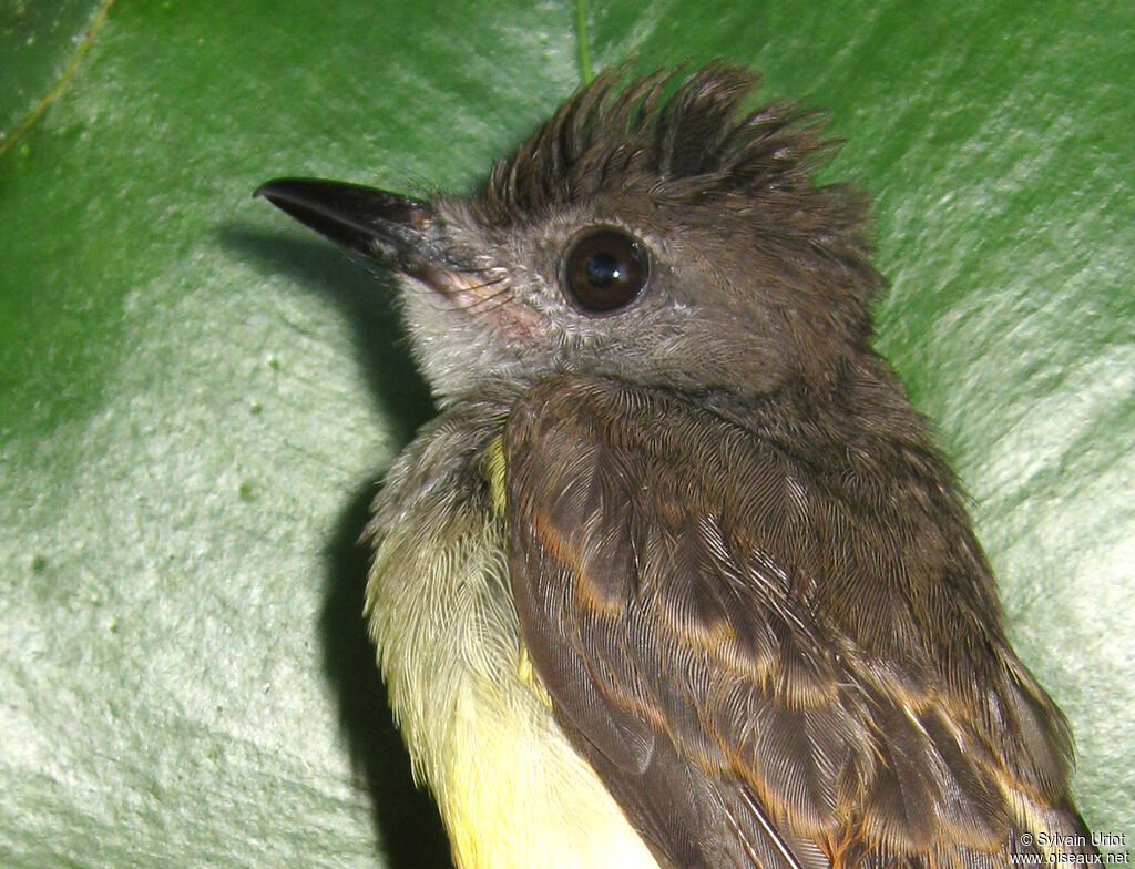 Short-crested Flycatcherimmature