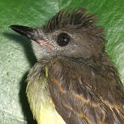 Short-crested Flycatcher