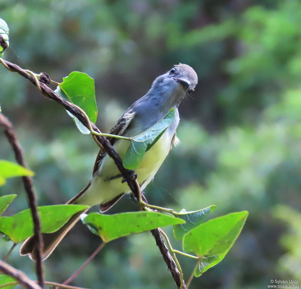 Short-crested Flycatcherimmature