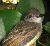 Short-crested Flycatcher