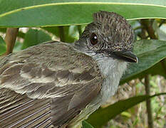 Short-crested Flycatcher