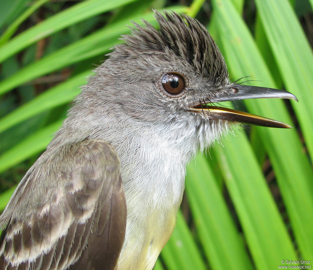 Short-crested Flycatcheradult