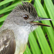 Short-crested Flycatcher