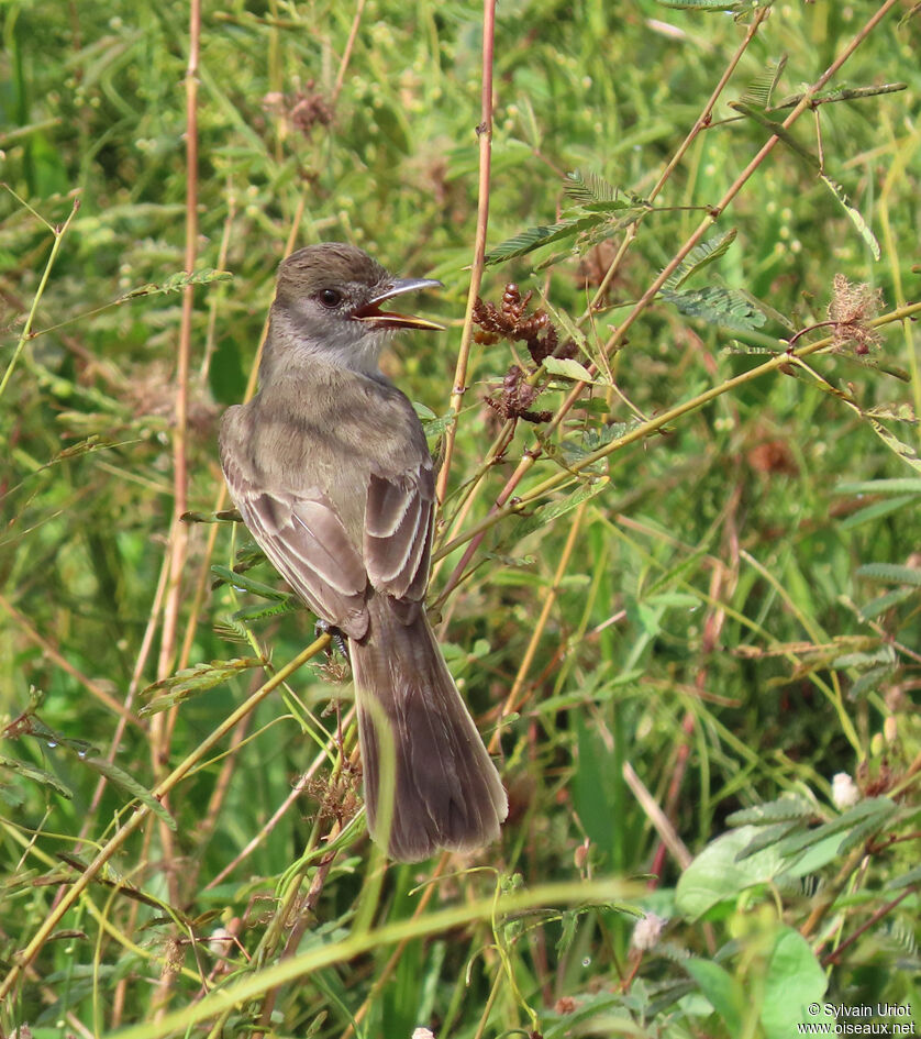 Short-crested Flycatcheradult