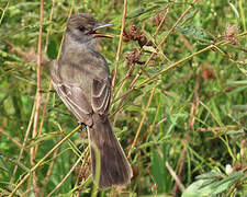 Short-crested Flycatcher