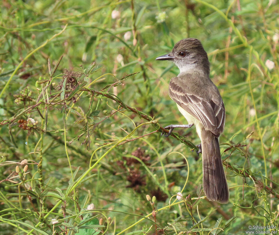 Short-crested Flycatcheradult