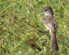 Short-crested Flycatcher