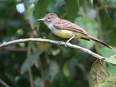 Short-crested Flycatcher