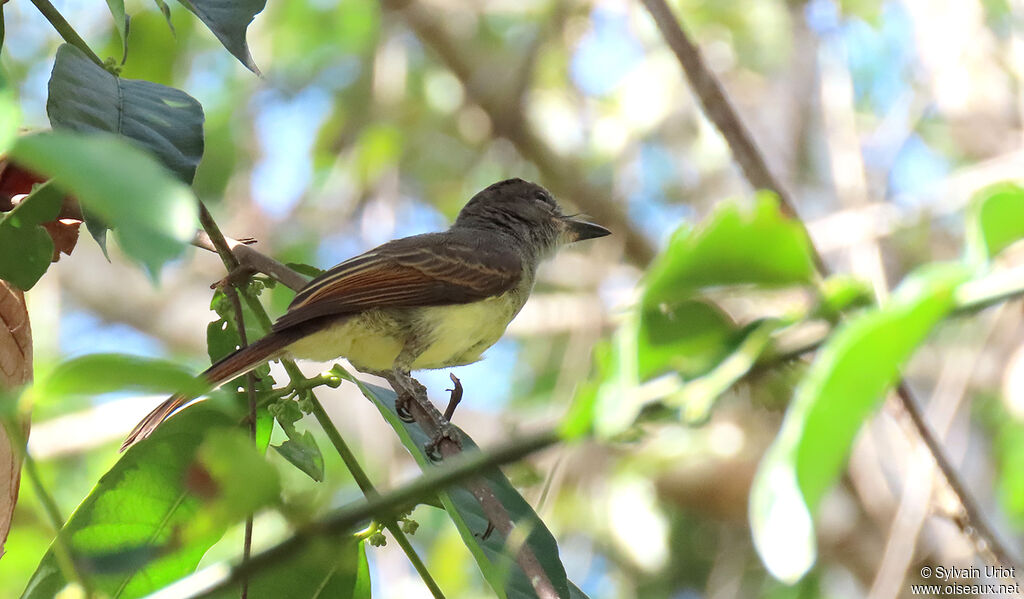 Short-crested Flycatcherjuvenile