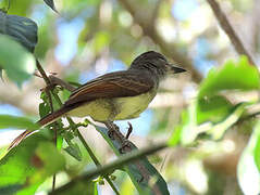 Short-crested Flycatcher