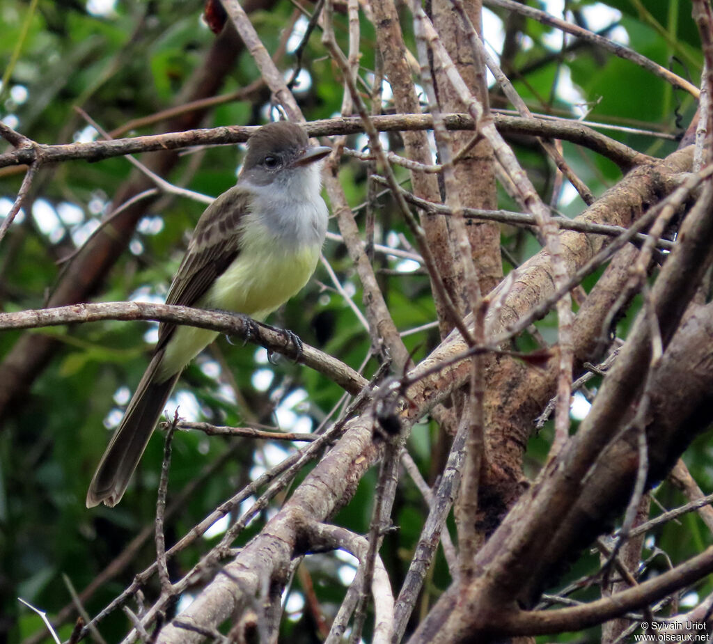 Short-crested Flycatcheradult